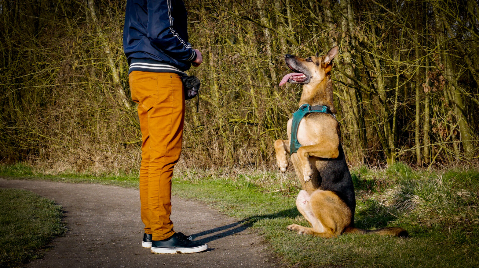 éducation canine
